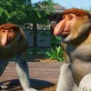 Planet Zoo - Southeast Asia Animal Pack DLC PC Steam CD Key Planet Zoo - Southeast Asia Animal Pack DLC PC Steam CD Key