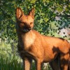 Planet Zoo - Southeast Asia Animal Pack DLC PC Steam CD Key Planet Zoo - Southeast Asia Animal Pack DLC PC Steam CD Key