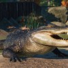 Planet Zoo - North America Animal Pack DLC Steam CD Key Planet Zoo - North America Animal Pack DLC Steam CD Key