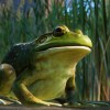 Planet Zoo - North America Animal Pack DLC Steam CD Key Planet Zoo - North America Animal Pack DLC Steam CD Key