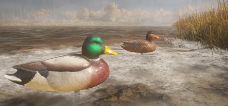 theHunter: Call of the Wild - Duck and Cover Pack DLC PC Steam CD Key