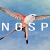 Wingspan EU Steam CD Key