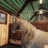 Animal Shelter - Horse Shelter DLC PC Steam CD Key Animal Shelter - Horse Shelter DLC PC Steam CD Key