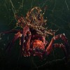 Total War: WARHAMMER II - Catchweb Spidershrine DLC PC Amazon Prime Gaming CD Key