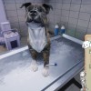 Animal Shelter - Vet Clinic DLC PC Steam CD Key