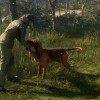 theHunter: Call of the Wild - Bloodhound DLC EU XBOX One / Xbox Series X|S CD Key