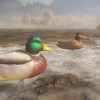 theHunter: Call of the Wild - Duck and Cover Pack DLC EU PC Steam CD Key