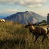 theHunter: Call of the Wild - Te Awaroa National Park DLC EU PC Steam CD Key