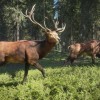 theHunter: Call of the Wild - Hunting Starter Pack Bundle PC Steam CD Key