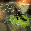 Empires of the Undergrowth - Exploding Ants DLC RoW PC Steam CD Key