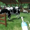 Ranch Farm and Store Simulator PC Steam CD Key