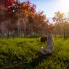 Animal Shelter 2 EU PC Steam CD Key