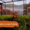 Animal Shelter 2 EU PC Steam CD Key