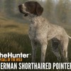 theHunter: Call of the Wild - German Shorthaired Pointer DLC PC Steam CD Key