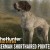 theHunter: Call of the Wild - German Shorthaired Pointer DLC PC Steam CD Key