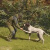 theHunter: Call of the Wild - German Shorthaired Pointer DLC PC Steam CD Key