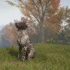 theHunter: Call of the Wild - German Shorthaired Pointer DLC PC Steam CD Key