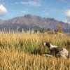 theHunter: Call of the Wild - German Shorthaired Pointer DLC PC Steam CD Key