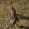 theHunter: Call of the Wild - German Shorthaired Pointer DLC PC Steam CD Key