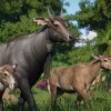 Planet Zoo: Asia Animal Pack DLC PC Steam CD Key Planet Zoo: Asia Animal Pack DLC PC Steam CD Key