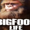 Bigfoot Life PC Steam CD Key