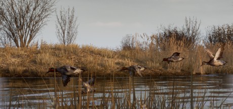 BULT: Hunting simulator PC Steam CD Key