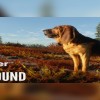 theHunter: Call of the Wild - Bloodhound DLC PC Steam CD Key (valid until March, 2027)
