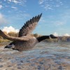 theHunter: Call of the Wild - Wild Goose Chase Gear DLC PC Steam CD Key (valid until March, 2027)
