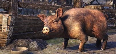 The Elder Scrolls Online - Bristlegut Piglet + 15 days of TESO Plus DLC Digital Download CD Key 