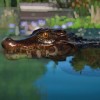 Planet Zoo - Aquatic Pack DLC PC Steam CD Key