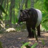 Planet Zoo - Southeast Asia Animal Pack DLC EU PC Steam CD Key