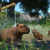 Planet Zoo - Wetlands Animal Pack DLC EU Steam CD Key