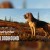theHunter: Call of the Wild - Bloodhound DLC EU XBOX One / Xbox Series X|S CD Key