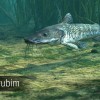 Ultimate Fishing Simulator - Amazon River DLC Steam CD Key