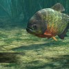Ultimate Fishing Simulator - Amazon River DLC Steam CD Key