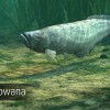 Ultimate Fishing Simulator - Amazon River DLC Steam CD Key