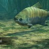 Ultimate Fishing Simulator - Amazon River DLC Steam CD Key