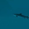 Ultimate Fishing Simulator 2 EU Steam CD Key
