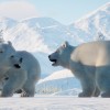 Planet Zoo - Arctic Pack DLC PC Steam CD Key