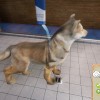 Animal Shelter PC Steam CD Key