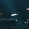 Ultimate Fishing Simulator - New Fish Species DLC Steam CD Key