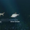 Ultimate Fishing Simulator - New Fish Species DLC Steam CD Key