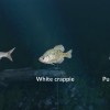 Ultimate Fishing Simulator - New Fish Species DLC Steam CD Key