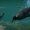 Planet Zoo + Aquatic + Arctic + North America Animal DLCs Steam CD Key