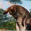 Planet Zoo: Premium Edition 2024 Steam CD Key