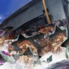 Muv-Luv Unlimited: THE DAY AFTER - Episode 00 REMASTERED PC Steam CD Key Muv-Luv Unlimited: THE DAY AFTER - Episode 00 REMASTERED PC Steam CD Key