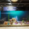 Aquarist NA PS5 CD Key