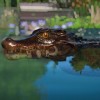 Planet Zoo - Aquatic Pack DLC EU PC Steam CD Key Planet Zoo - Aquatic Pack DLC EU PC Steam CD Key