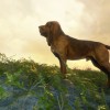 theHunter: Call of the Wild - Bloodhound DLC EU PC Steam CD Key theHunter: Call of the Wild - Bloodhound DLC EU PC Steam CD Key