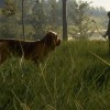 theHunter: Call of the Wild - Bloodhound DLC EU PC Steam CD Key theHunter: Call of the Wild - Bloodhound DLC EU PC Steam CD Key